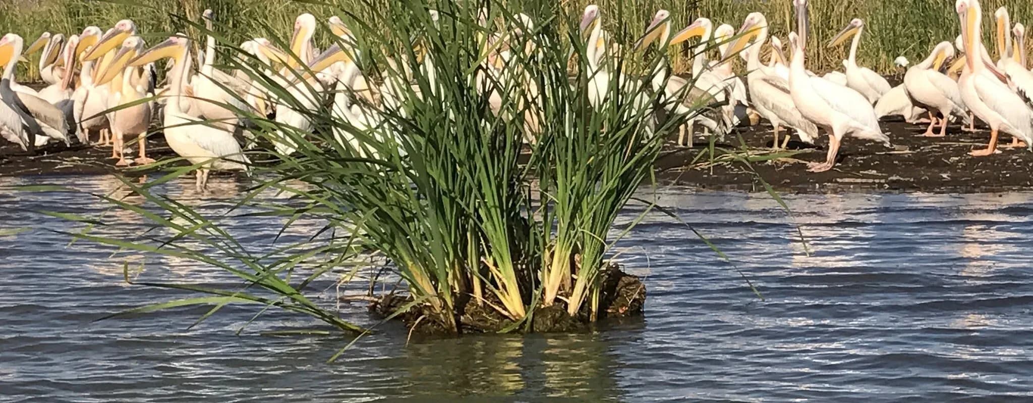 Gateway to the southern Rift Valley, situated between Lakes Abaya and Chamo. Known for the 'crocodile market,' Nechisar National Park, and the famous Forty Springs that give the city its name.